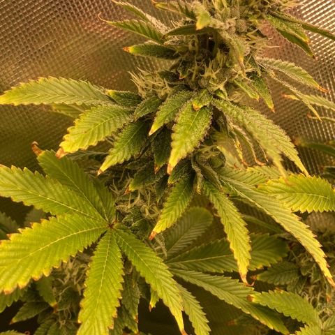 FC clone #1 growlog timeline photo