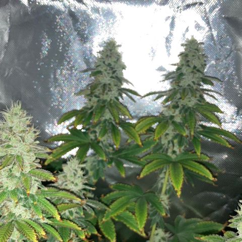 FC clone #1 growlog timeline photo