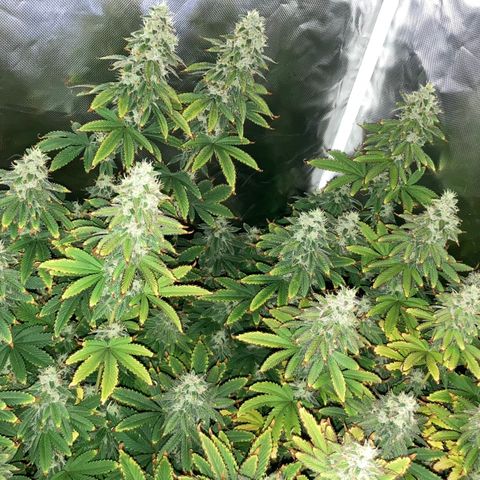 FC clone #1 growlog timeline photo