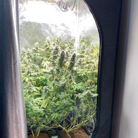 FC clone #1 growlog timeline photo