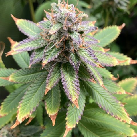 FC clone #1 growlog timeline photo
