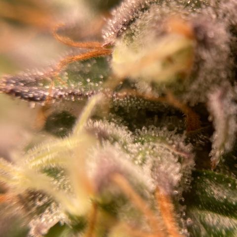 FC clone #1 growlog timeline photo