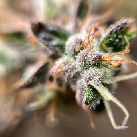 FC clone #1 growlog timeline photo