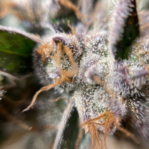 FC clone #1 growlog timeline photo