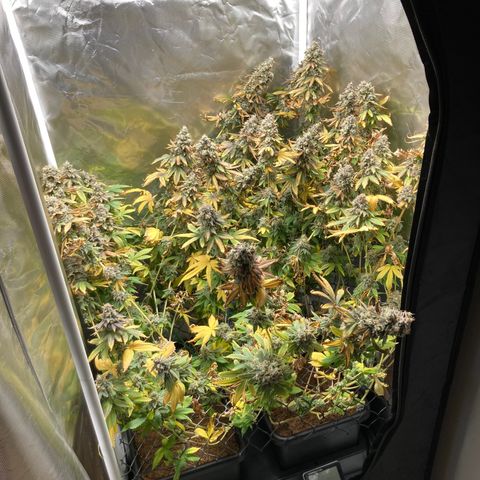 FC clone #1 growlog timeline photo