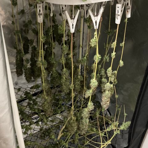 FC clone #1 growlog timeline photo
