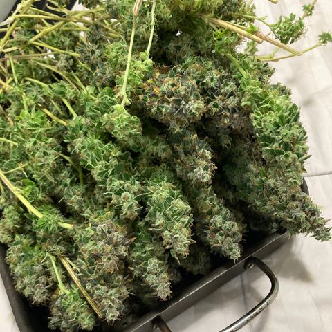 FC clone #1 growlog timeline photo