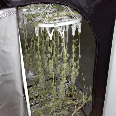 FC clone #1 growlog timeline photo