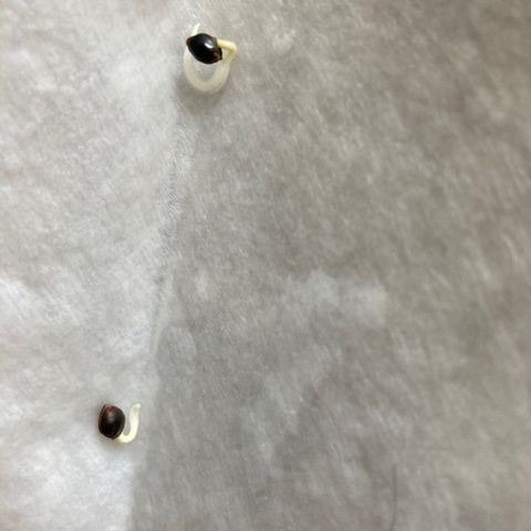 CBD Mazar 1 #1 growlog timeline photo