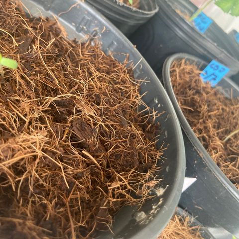 CBD Mazar 1 #1 growlog timeline photo