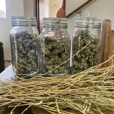 FC clone #1 growlog photo: 179g