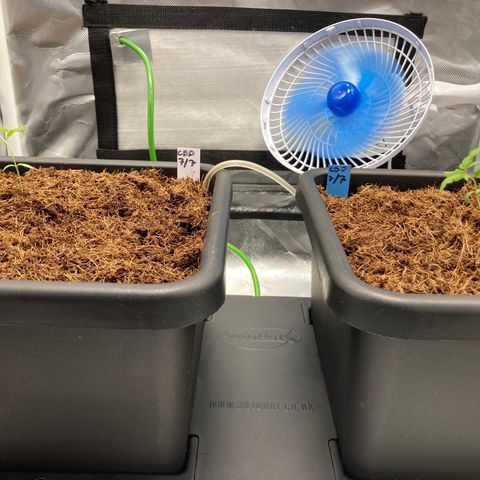 CBD Mazar 1 #1 growlog photo: Autopot ON