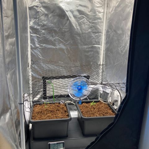 CBD Mazar 1 #1 growlog photo: Autopot ON