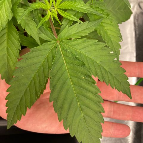 CBD Mazar 1 #1 growlog photo: Poda top
