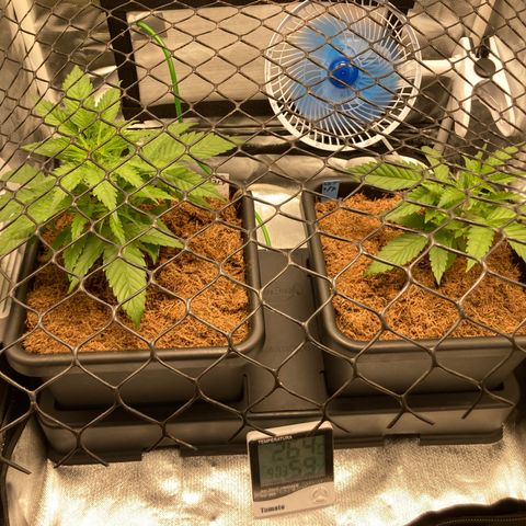 CBD Mazar 1 #1 growlog photo: Poda top