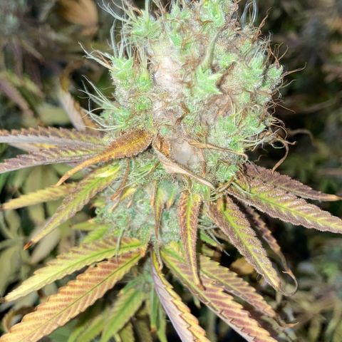 CBD Mazar 1 #1 growlog timeline photo