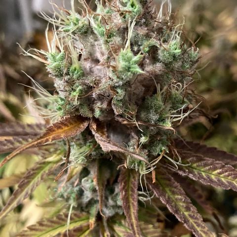 CBD Mazar 1 #1 growlog timeline photo