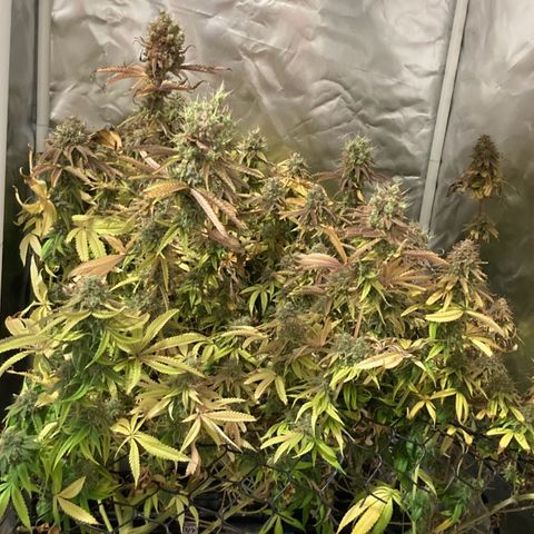 CBD Mazar 1 #1 growlog timeline photo