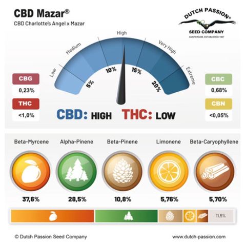 CBD Mazar 1 #1 growlog timeline photo