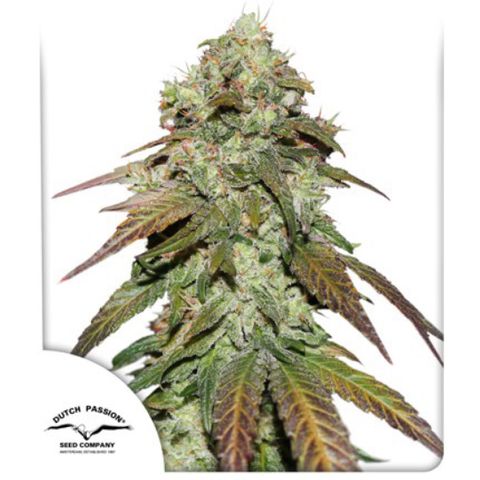 CBD Mazar 1 #1 growlog timeline photo