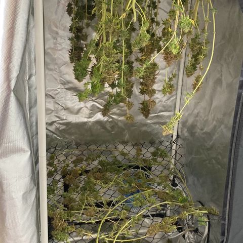 CBD Mazar 1 #1 growlog timeline photo