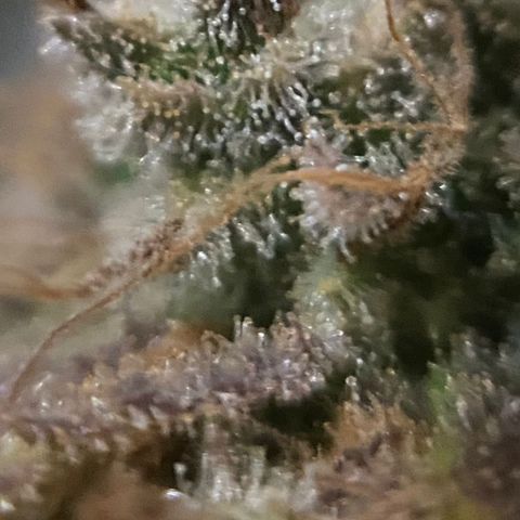 CBD Mazar 1 #1 growlog timeline photo