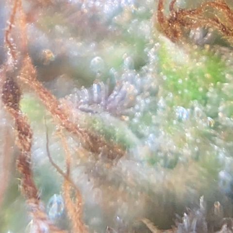 CBD Mazar 1 #1 growlog timeline photo