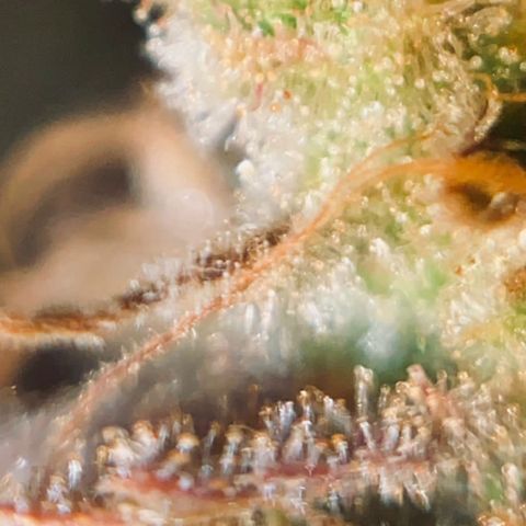 CBD Mazar 1 #1 growlog timeline photo