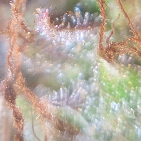 CBD Mazar 1 #1 growlog timeline photo