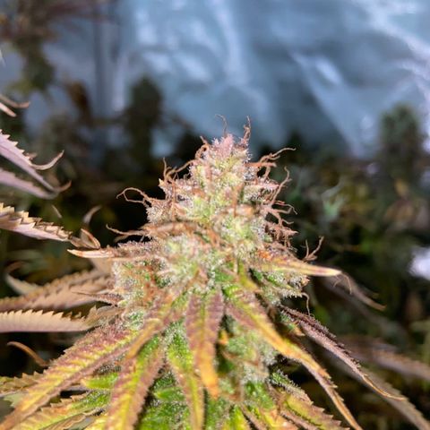 CBD Mazar 1 #1 growlog timeline photo