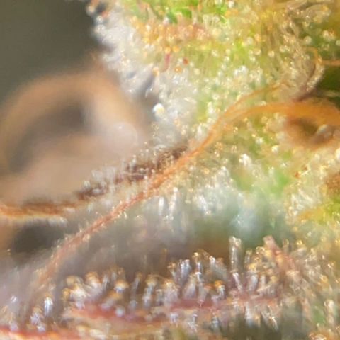CBD Mazar 1 #1 growlog timeline photo