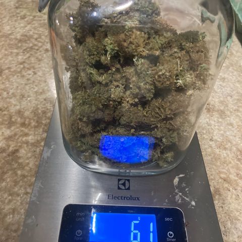CBD Mazar 1 #1 growlog timeline photo