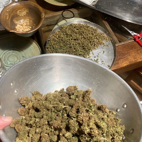 CBD Mazar 1 #1 growlog timeline photo
