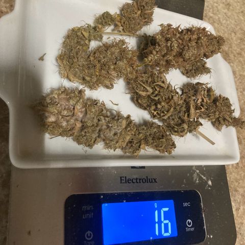 CBD Mazar 1 #1 growlog timeline photo