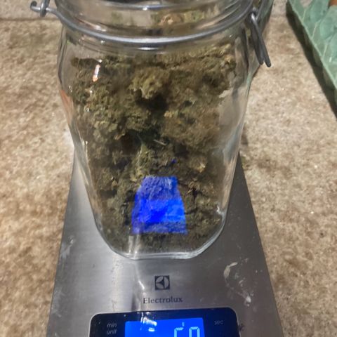 CBD Mazar 1 #1 growlog timeline photo