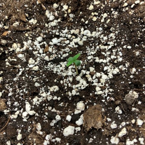 Blackberry growlog timeline photo