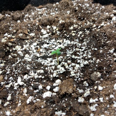 Blackberry growlog timeline photo