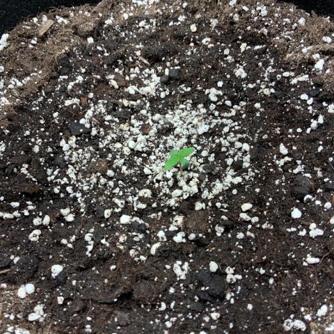 Blackberry growlog timeline photo