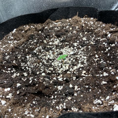 Blackberry growlog timeline photo