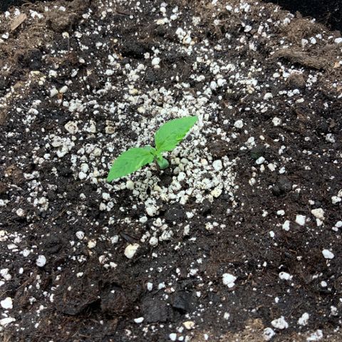 Blackberry growlog timeline photo