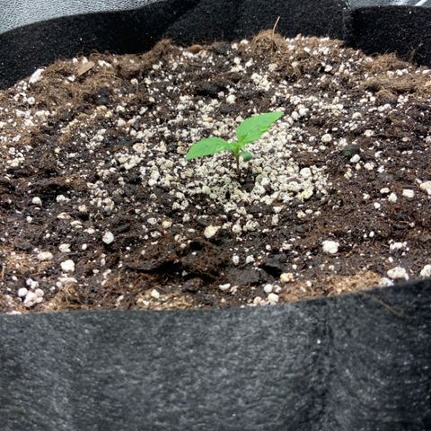 Blackberry growlog timeline photo