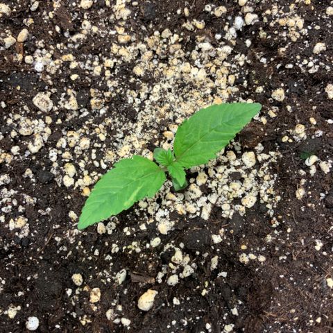Blackberry growlog timeline photo