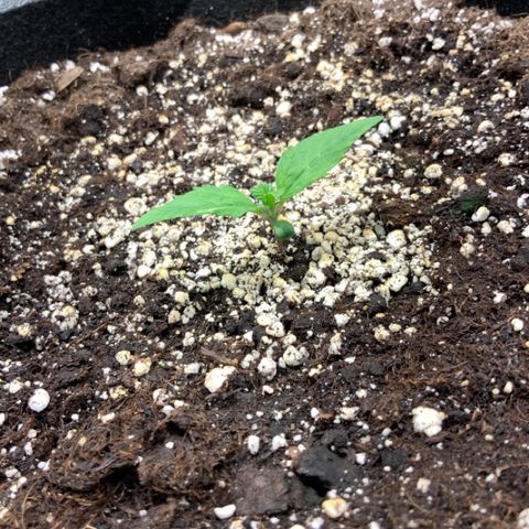 Blackberry growlog timeline photo