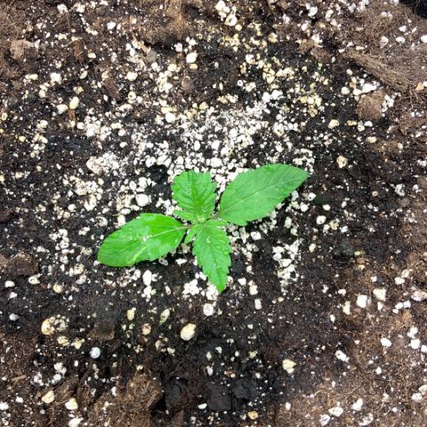 Blackberry growlog timeline photo