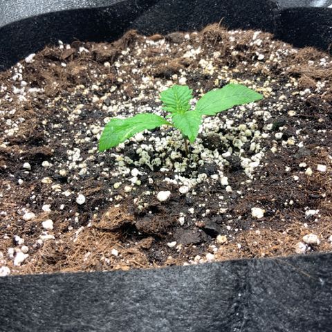 Blackberry growlog timeline photo