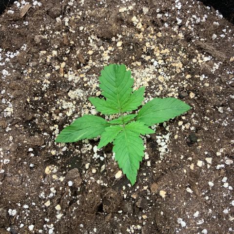 Blackberry growlog timeline photo