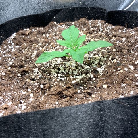 Blackberry growlog timeline photo
