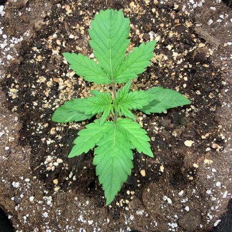 Blackberry growlog timeline photo