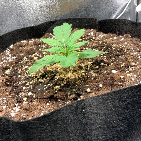 Blackberry growlog timeline photo