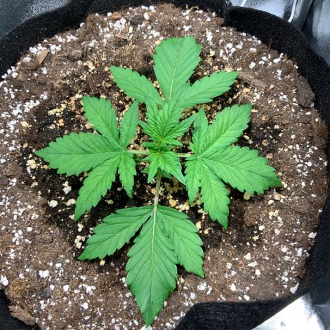 Blackberry growlog timeline photo